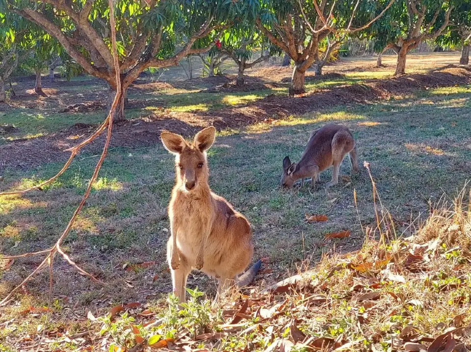 5_Horizons Kangaroo Sanctuary - Camp Ground