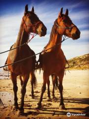 Port Willunga Beach Rides