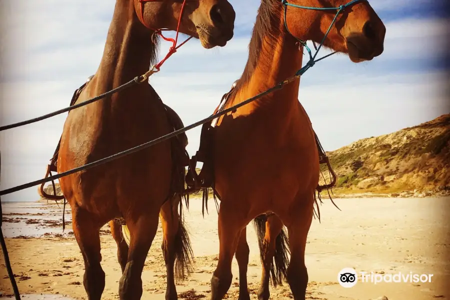 Port Willunga Beach Rides