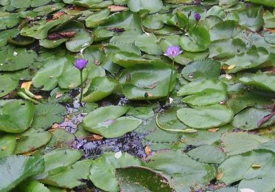 Honiara Botanical Gardens