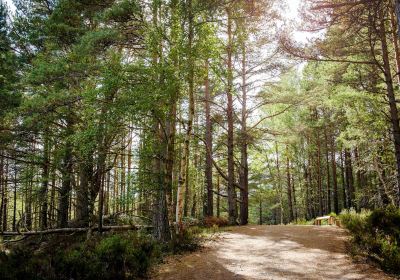 RSPB Loch Garten