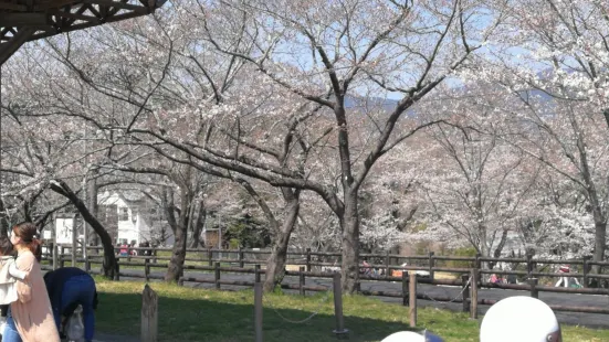 Sakurabuchi Park