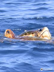 Sea Turtle Sailing Catamarans