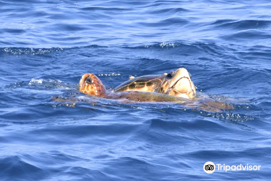 Sea Turtle Sailing Catamarans