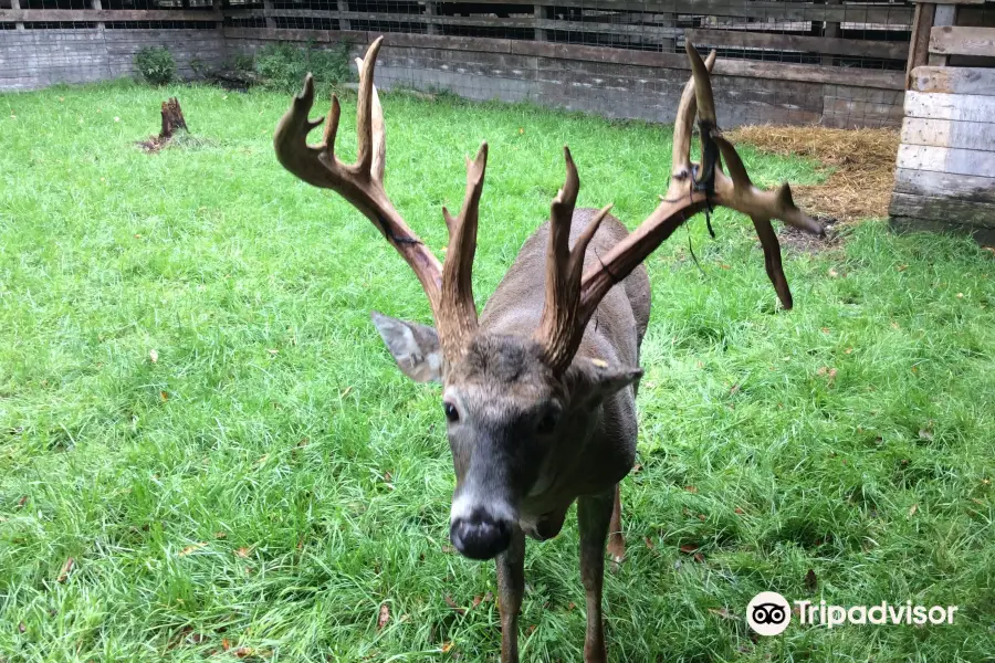 Double Diamond Deer Ranch