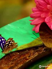 Garten der Schmetterlinge