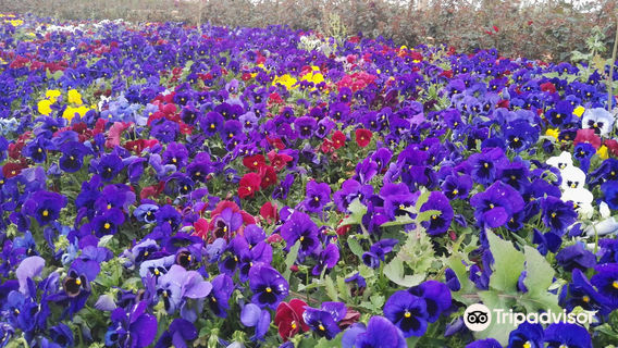 Yunwu Mountain of Dazhu