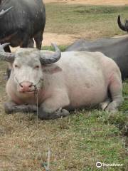 Water Buffalo Market