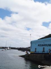 Mevagissey Aquarium