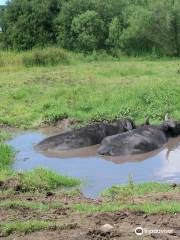 parc animalier de Saint Vougay