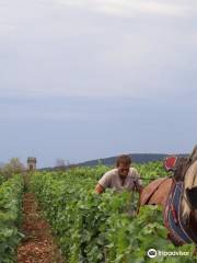 Domaine LEJEUNE - POMMARD