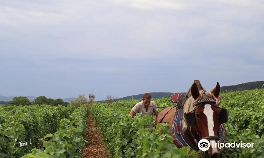 Domaine LEJEUNE - POMMARD