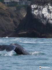 Whale Research EcoExcursions, LLC