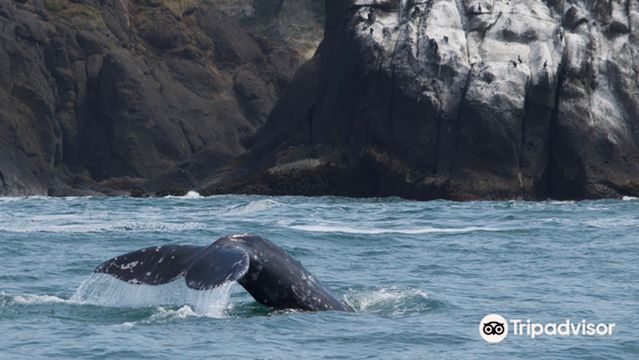 Whale Research EcoExcursions, LLC