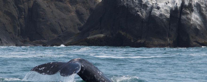 Whale Research EcoExcursions, LLC