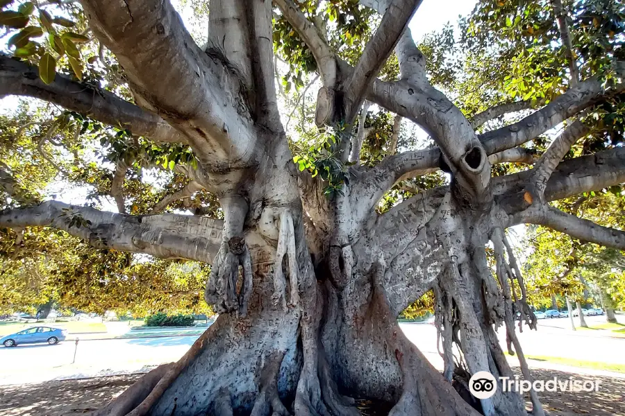 Moreton Bay Fig Tree