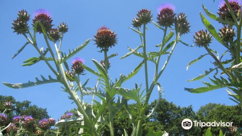 Sussex Prairies Garden