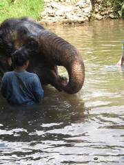 Baan Tung Lakorn Elephant Camp