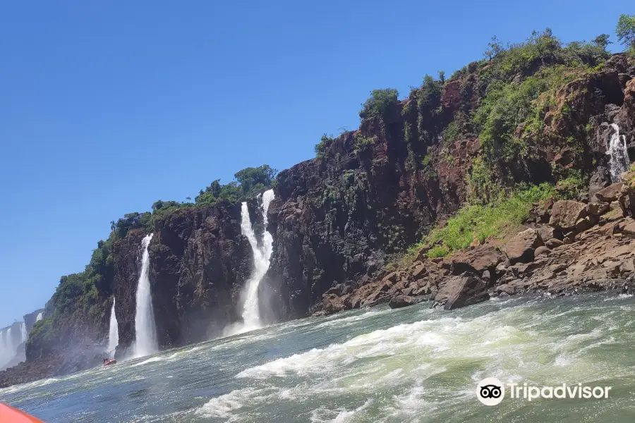 Iguazu Jungle