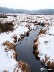 Polblue Swamp track