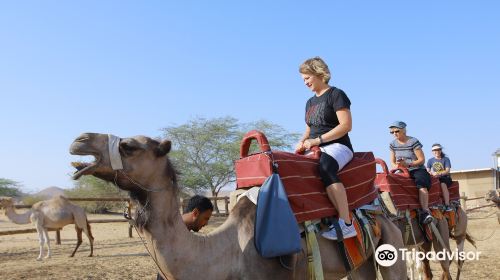 Camel Ranch