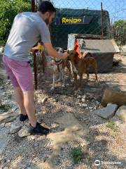 Azil Zarkovica, Dubrovnik (Zarkovica Animal Shelter)