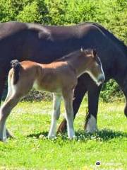 Dyfed Shire Horse Farm