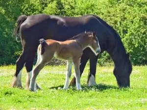 Dyfed Shire Horse Farm