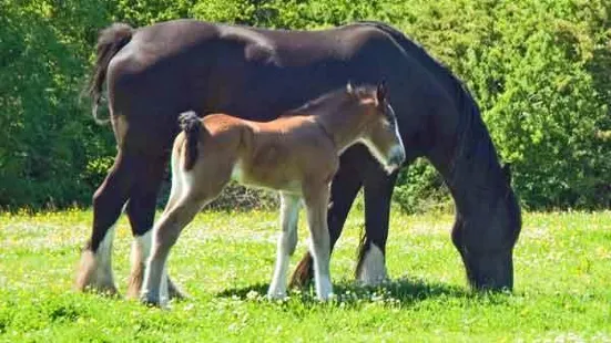 Dyfed Shire Horse Farm