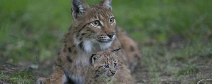 Safari de Peaugres