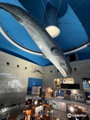 Science Museum of Whale and Sea