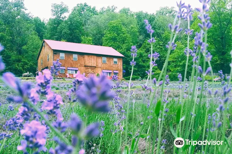 Peace Valley Lavender Farm