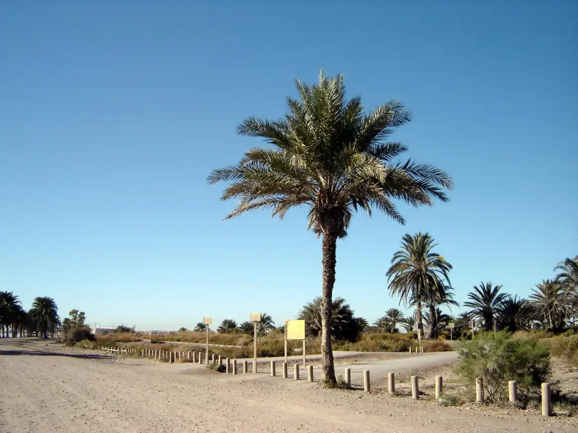 Hotels near Puerta Verde de Roquetas de Mar