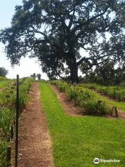 Amador Flower Farm