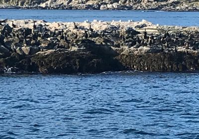 Gjesvaerstappan Nesting Cliffs, Nordkapp