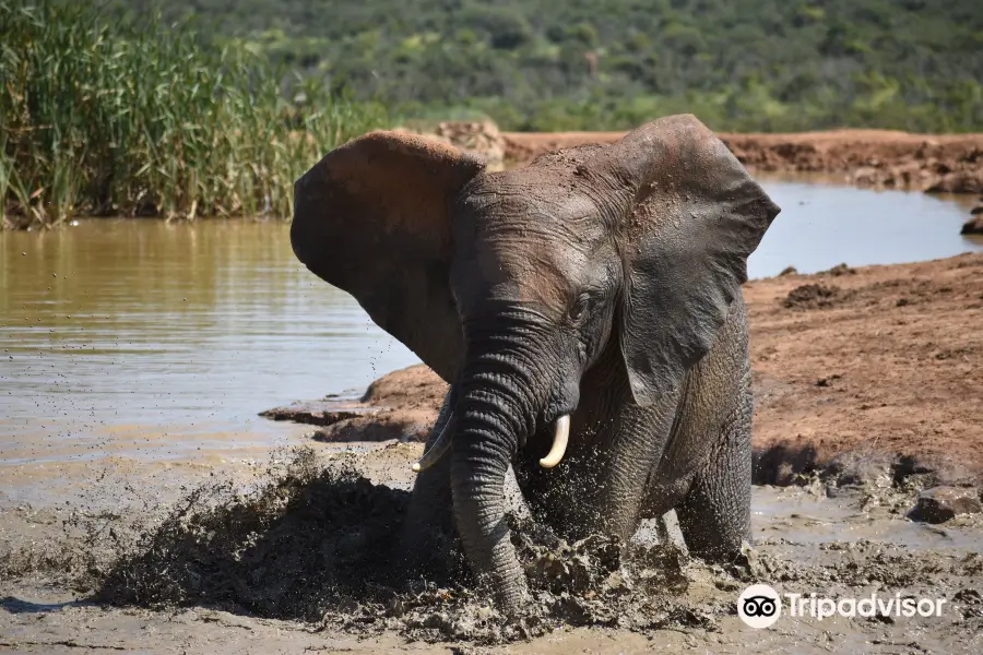 Kakuli Safaris