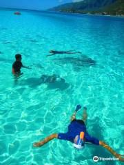 Moorea adventure-Glass-bottom-boat-Snorkeling Adventure