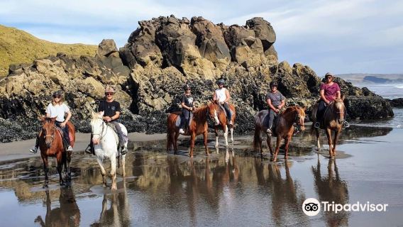 Wildcoast Ruapuke Horse Riding