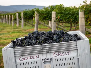 Golden Grove Estate Wines