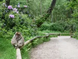 Trentham Monkey Forest