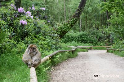 Trentham Monkey Forest