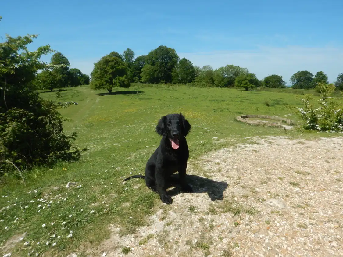 Hotels near Danebury Iron Age Hillfort