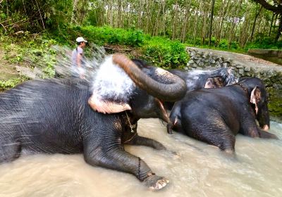 Elephant Family