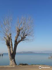 Cooperativa Pescatori del Trasimeno