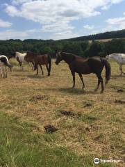 Stockborn Ranch - Westernreiten in der Rhon