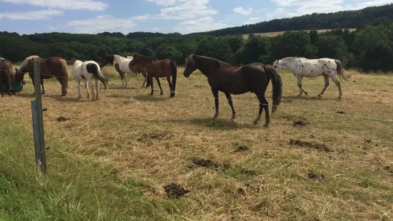 Stockborn Ranch - Westernreiten in der Rhon