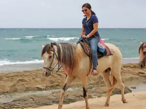 Tropical Trail Rides