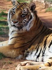 Tiger Creek Animal Sanctuary