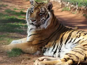 Tiger Creek Animal Sanctuary