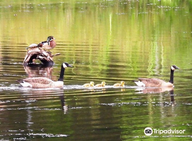 Fly Rhinelander Mobile